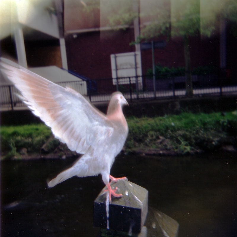 holga stafford pigeon 167225769 o