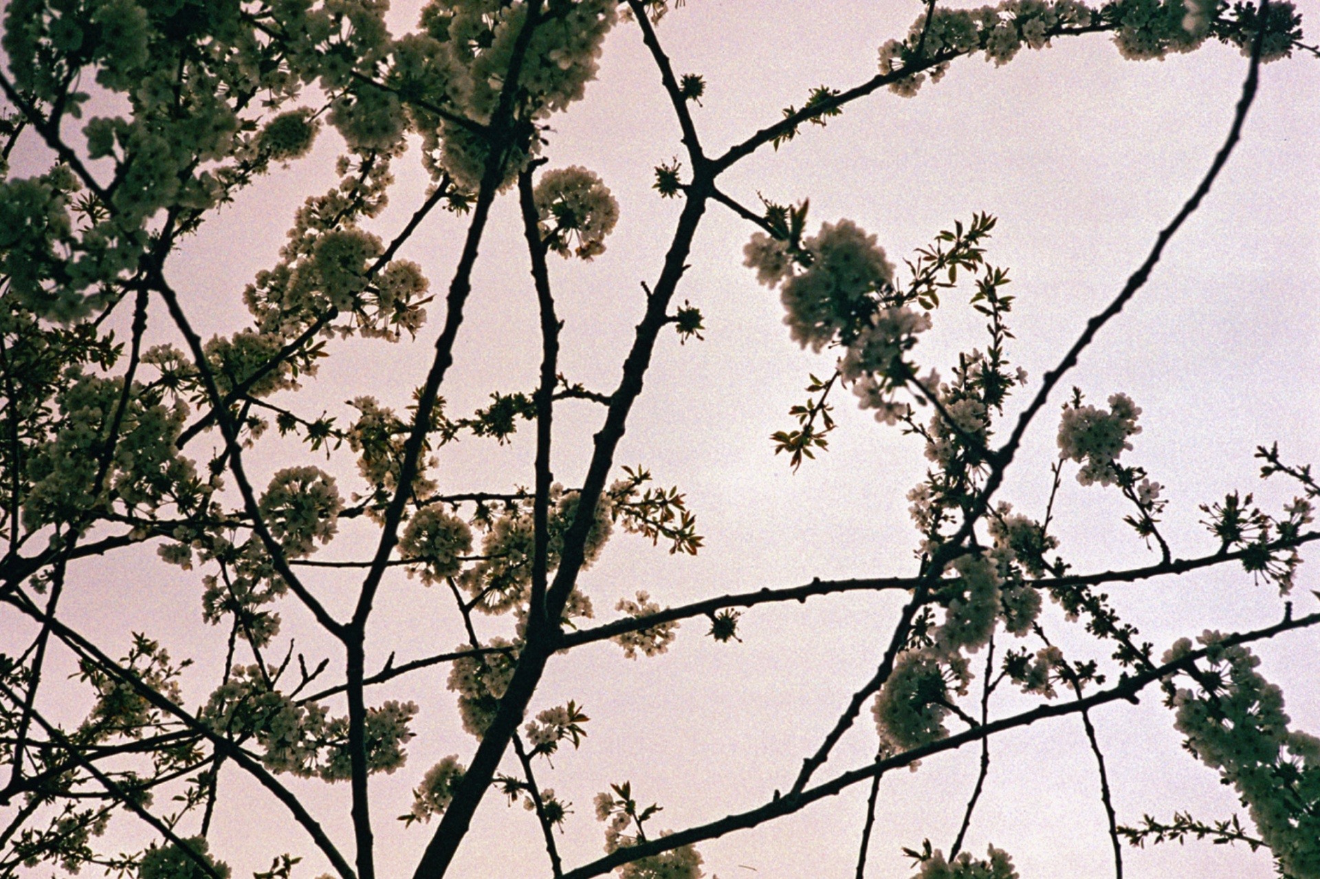 agfa 40mm solitar f28 blossom