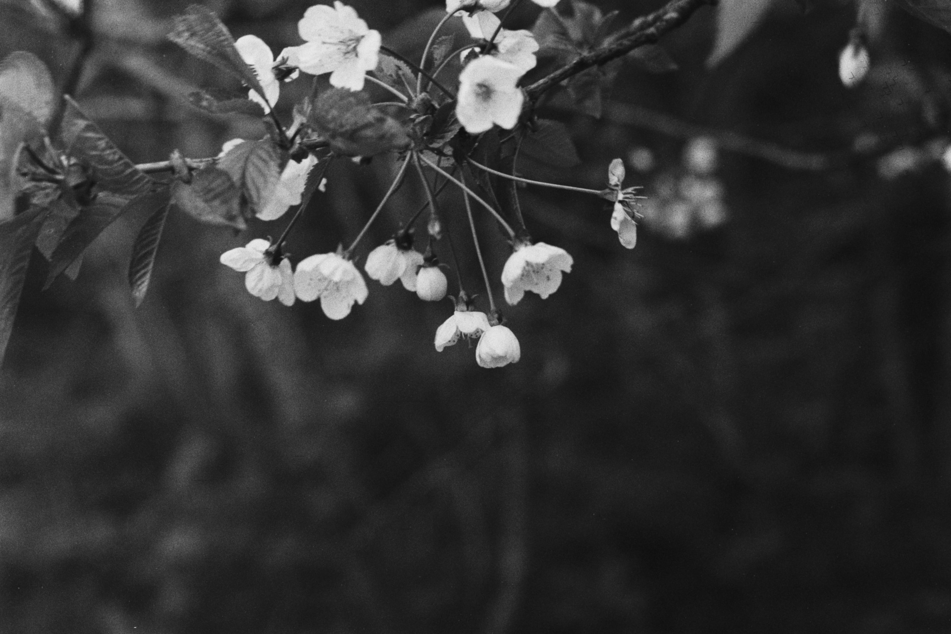 blossom carl zeiss jena ddr 135 000013