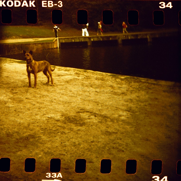 holga kodak elitechrome eb3 tate britain how we are now  dog lakeside 466219486 o