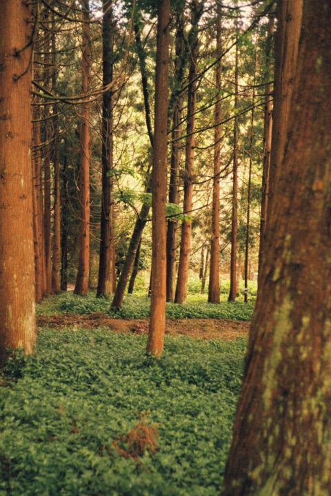 agfa optima 40mm sao miguel azores forest trees