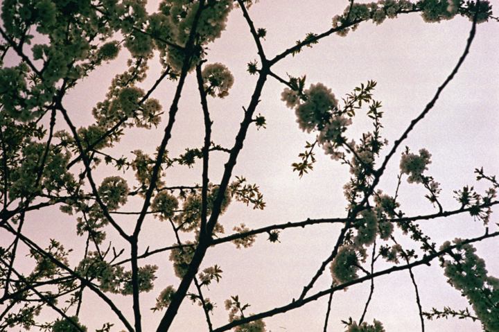 agfa 40mm solitar f28 blossom