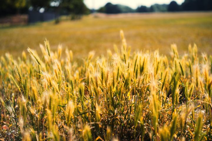 Yellow Wheat