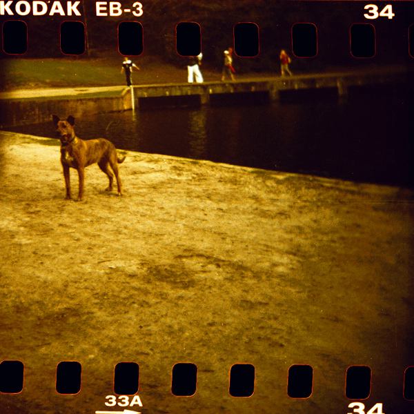 holga kodak elitechrome eb3 tate britain how we are now  dog lakeside 466219486 o